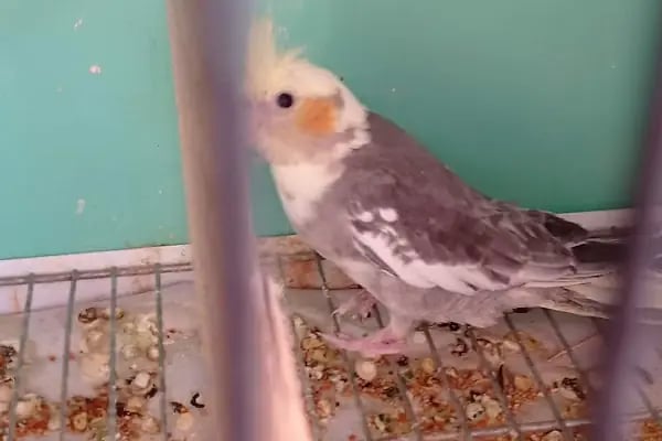 şahin petshop - Resim 9