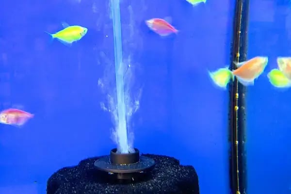 şahin petshop - Resim 2
