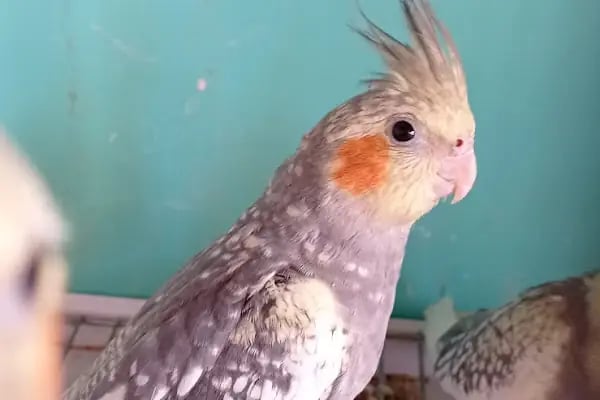 şahin petshop - Resim 6