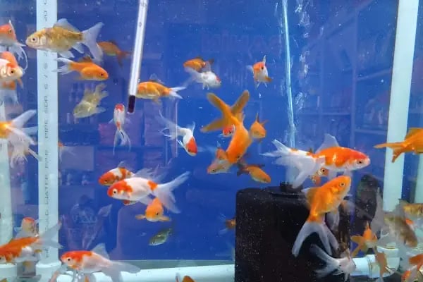 şahin petshop - Resim 10