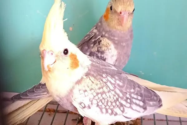 şahin petshop - Resim 4