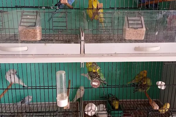 şahin petshop - Resim 8
