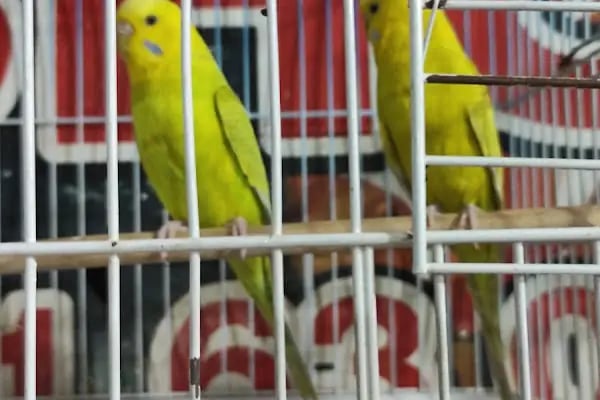 şahin petshop - Resim 16