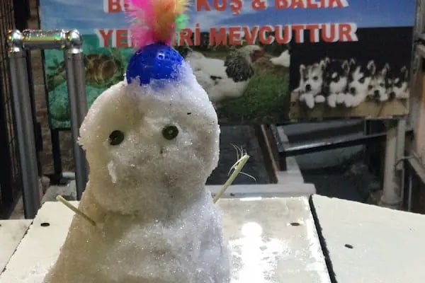 MİRAY PETSHOP AKVARYUM - Resim 5