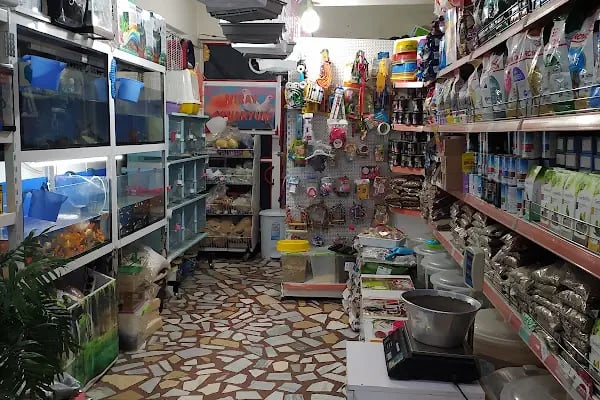 MİRAY PETSHOP AKVARYUM - Resim 15