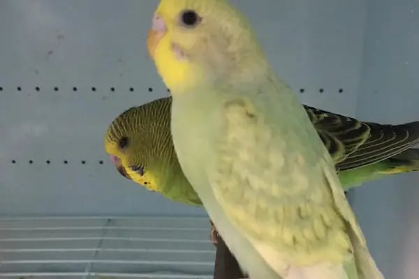 MİRAY PETSHOP AKVARYUM - Resim 14