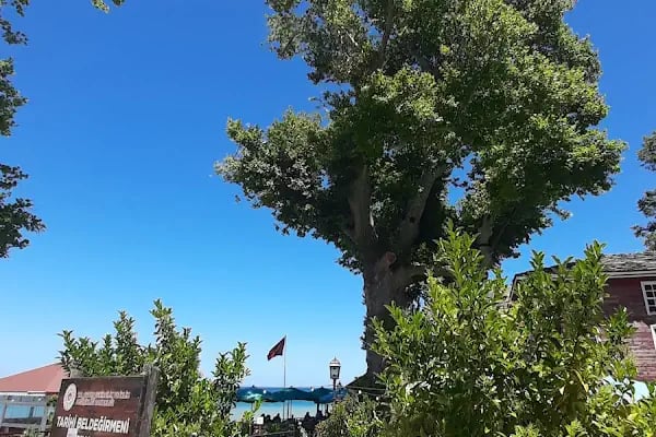 Tarihi Çınar Ağacı - Resim 12
