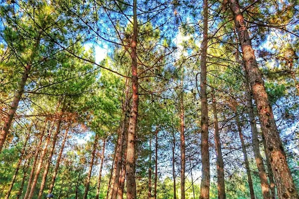 Erikçe Macera Parkı - Resim 3