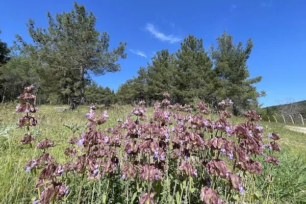 Erikçe Macera Parkı - Resim 16