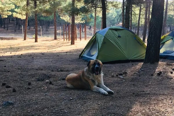 Erikçe Macera Parkı - Resim 5
