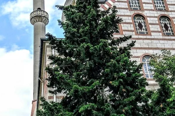 Küçükyalı Çınar Camii - Resim 9