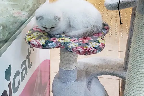 Petbox Akbatı - Resim 12
