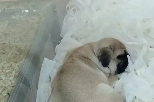 Petbox Akbatı - Resim 18