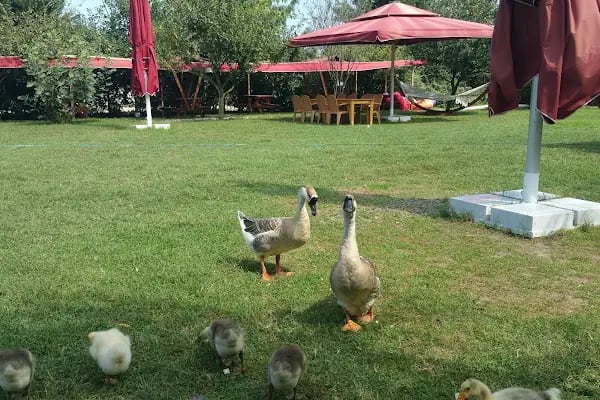 YeşilBahçe Kır Düğünü - Çerkezköy Kır Düğünü - Resim 7