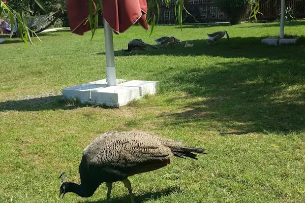 YeşilBahçe Kır Düğünü - Çerkezköy Kır Düğünü - Resim 14
