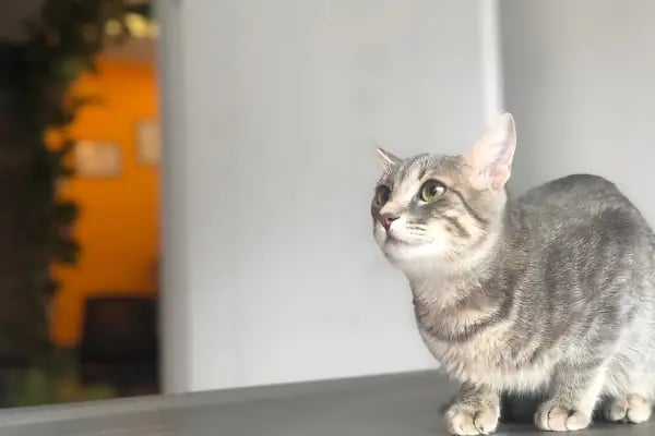 Trabzon Bikedi Veteriner Kliniği - Resim 6