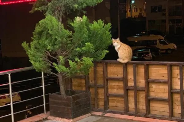 Trabzon Bikedi Veteriner Kliniği - Resim 15