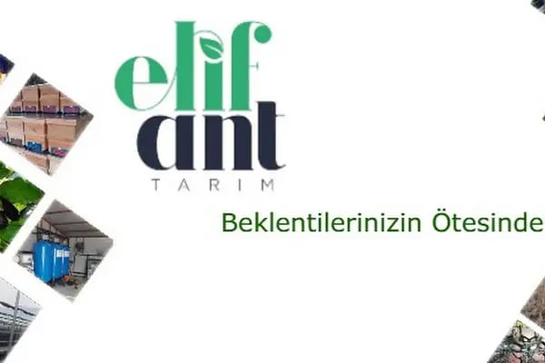 Elif Tarım - Resim 19