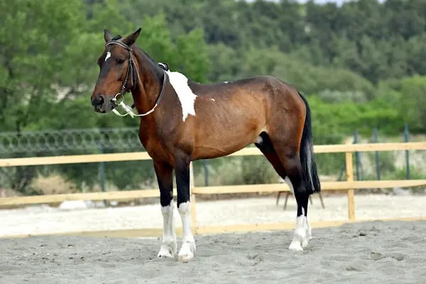 MERSİN BİNİCİLİK - Resim 4