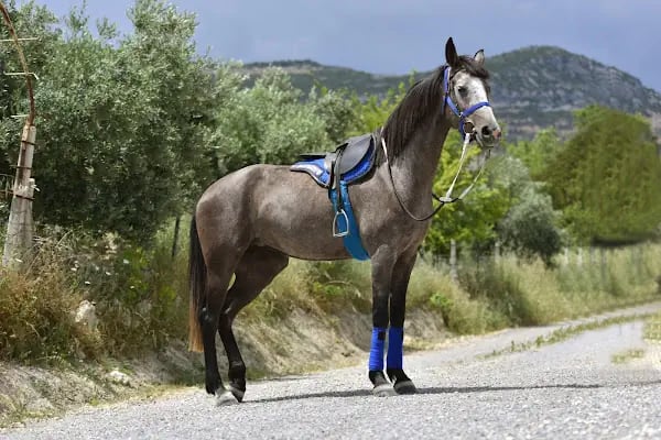 MERSİN BİNİCİLİK - Resim 6