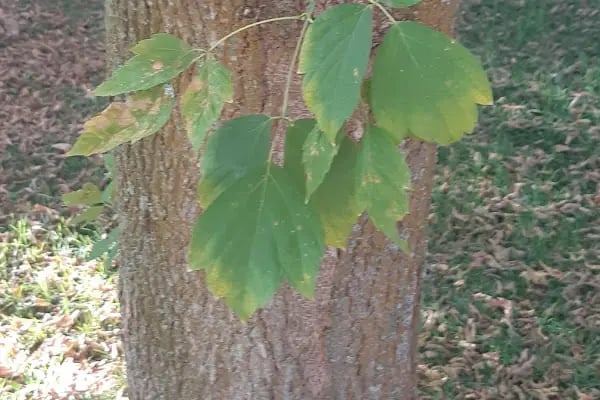 Esenboğa Parkı - Resim 19