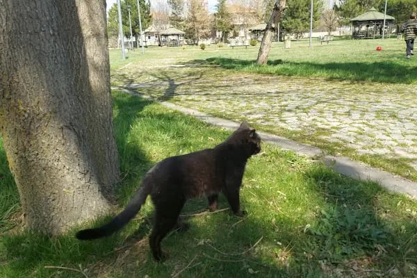 Esenboğa Parkı - Resim 18