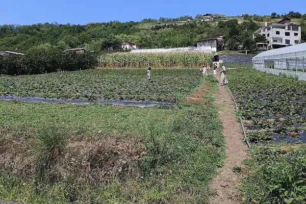Acısu Solucan - Resim 8