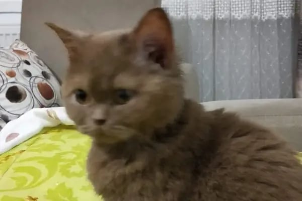 Ankara Pet Shop Akvaryum &amp; Evcil Hayvan Ürünleri - Resim 9