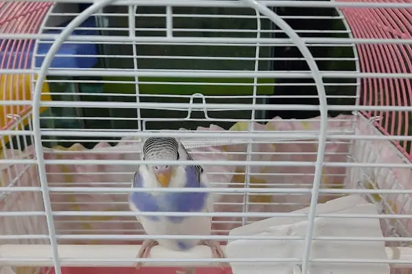 Ankara Pet Shop Akvaryum &amp; Evcil Hayvan Ürünleri - Resim 5