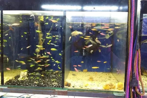 Ankara Pet Shop Akvaryum &amp; Evcil Hayvan Ürünleri - Resim 7