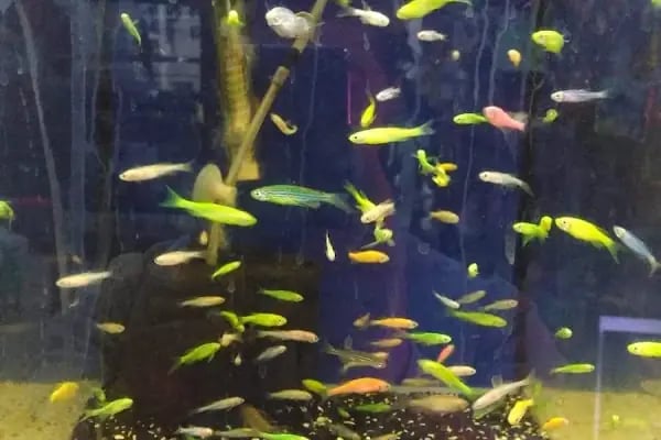 Ankara Pet Shop Akvaryum &amp; Evcil Hayvan Ürünleri - Resim 15