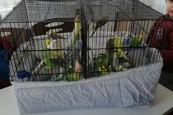 Ankara Pet Shop Akvaryum &amp; Evcil Hayvan Ürünleri - Resim 2