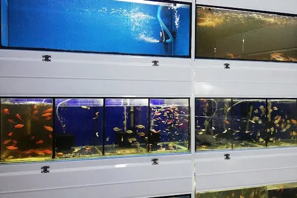 Ankara Pet Shop Akvaryum &amp; Evcil Hayvan Ürünleri - Resim 17