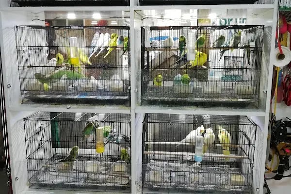 Ankara Pet Shop Akvaryum &amp; Evcil Hayvan Ürünleri - Resim 14