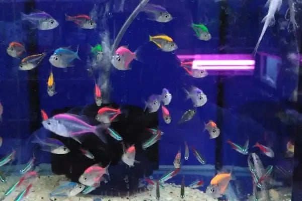 Ankara Pet Shop Akvaryum &amp; Evcil Hayvan Ürünleri - Resim 4