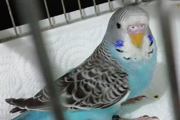 Ankara Pet Shop Akvaryum &amp; Evcil Hayvan Ürünleri - Resim 6