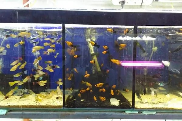 Ankara Pet Shop Akvaryum &amp; Evcil Hayvan Ürünleri - Resim 16