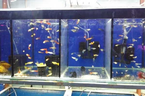 Ankara Pet Shop Akvaryum &amp; Evcil Hayvan Ürünleri - Resim 18