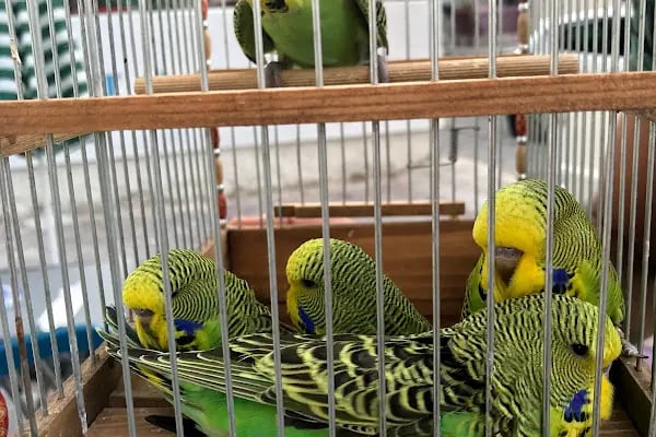 BULUT PET SHOP - Resim 9