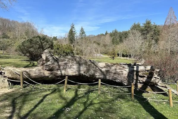 Atatürk Arboretumu - Resim 20