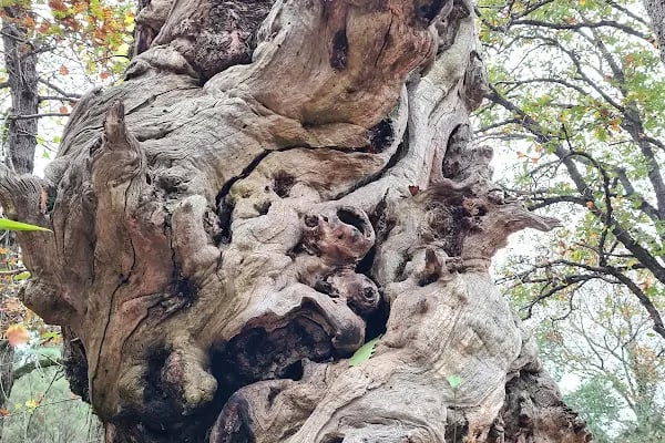 Atatürk Arboretumu - Resim 17