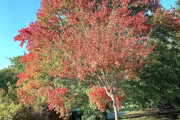 Atatürk Arboretumu - Resim 16