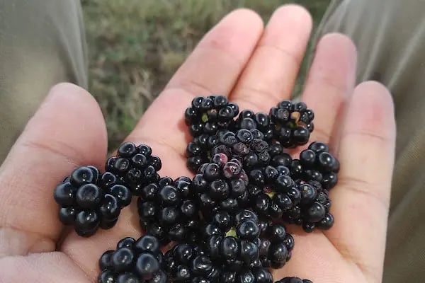 Karadeniz Ekmek Fırını - Resim 9