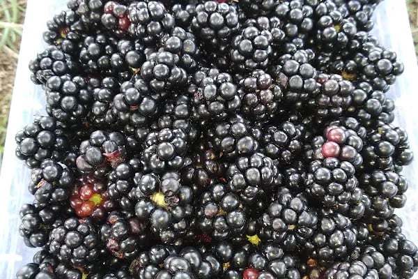Karadeniz Ekmek Fırını - Resim 12