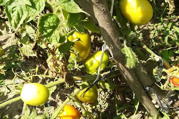 Karadeniz Ekmek Fırını - Resim 7