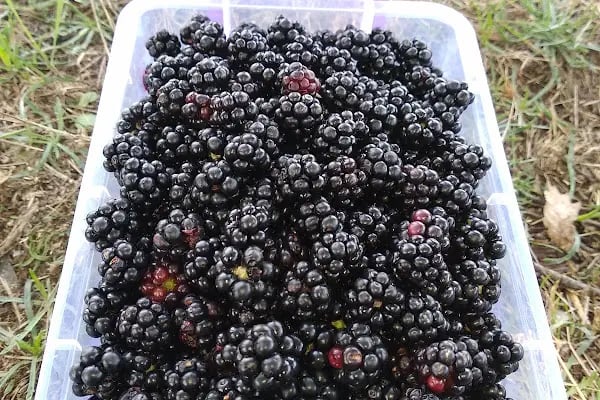 Karadeniz Ekmek Fırını - Resim 2