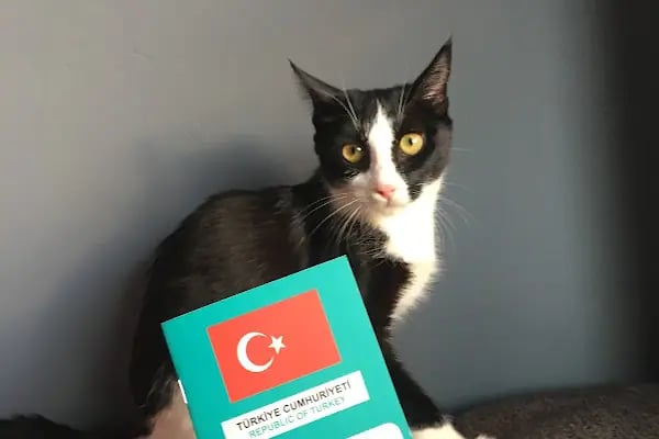 Markasi Veteriner Kliniği - Resim 11