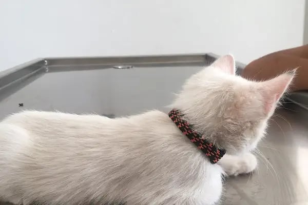 Markasi Veteriner Kliniği - Resim 2