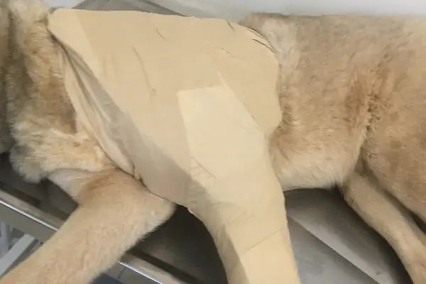 Markasi Veteriner Kliniği - Resim 12