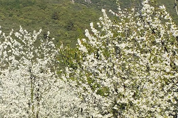 İZNİK EMLAK (Ertuğrul ALP) - Resim 5